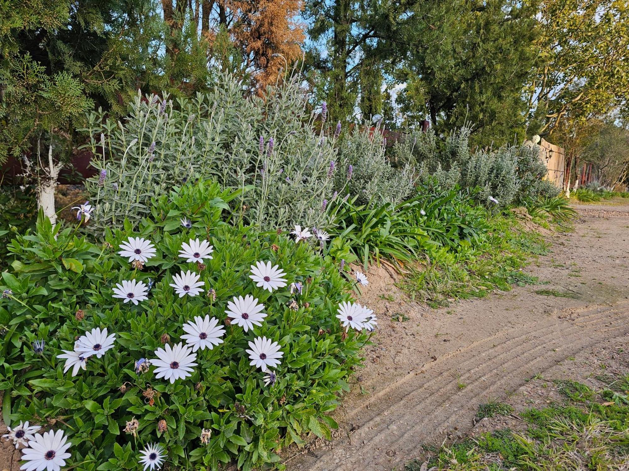 Apartament Gowrie Agapanthus Singleton Zewnętrze zdjęcie